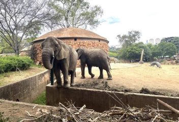 johannesburg zoo